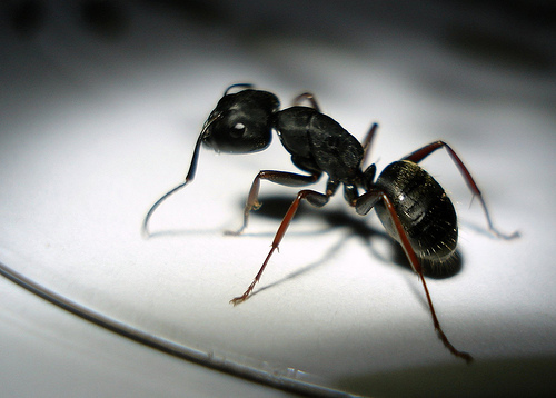 ant photo