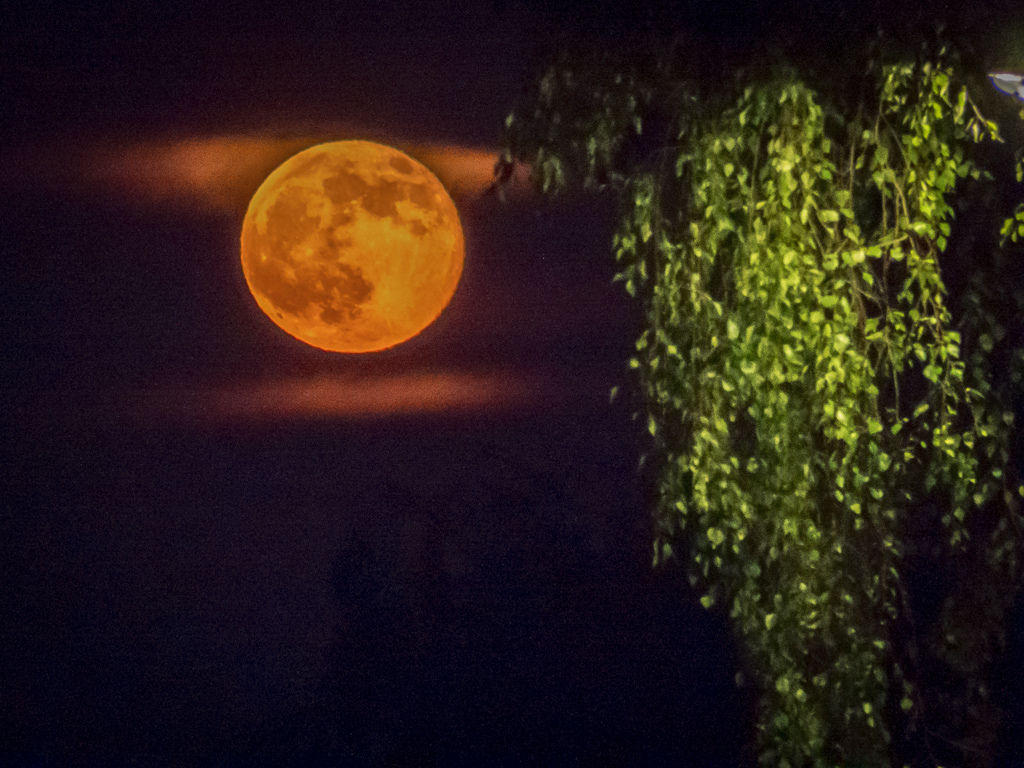 orange moon photo